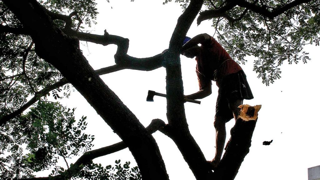 tree removal Woodstock