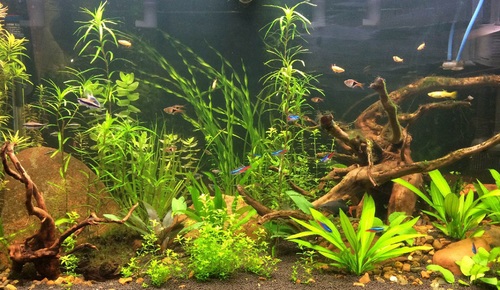 buy aquarium plants